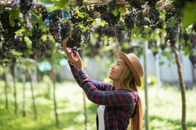 LIG Specialty Insurance/ winery vineyard insurance